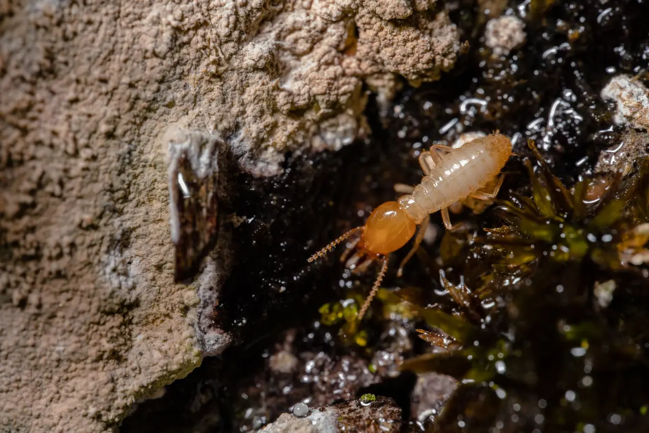 Integrated Pest Management Solutions in Plainview