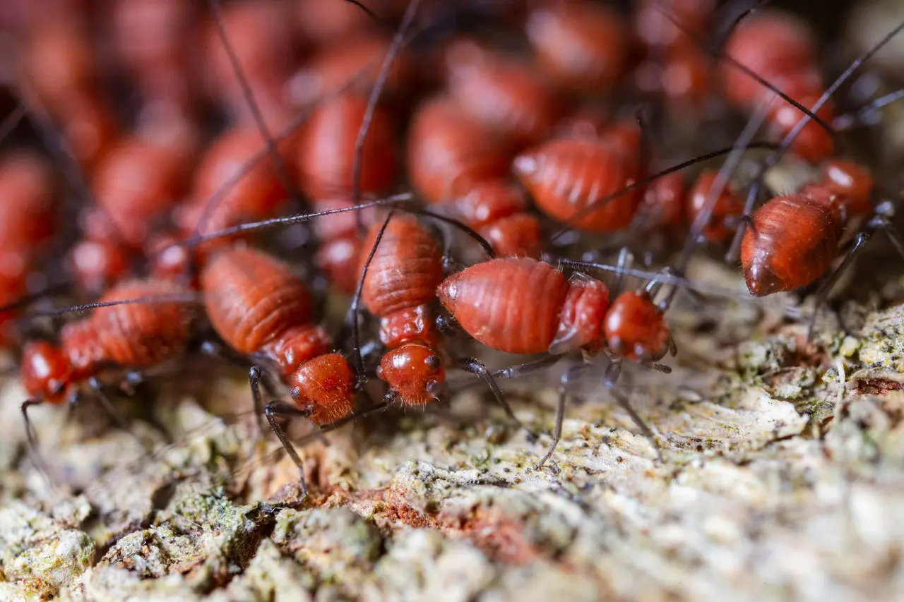 Post-Construction Termite Control in Plainview