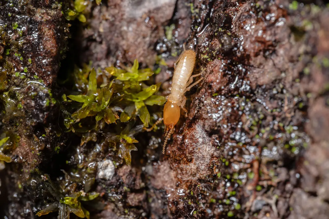 Termite Baiting Systems in Plainview