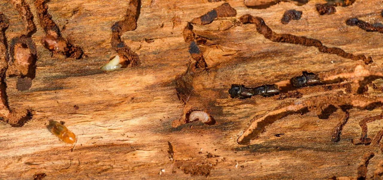 Wood-Destroying Insect Reports in Plainview